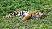 Injured Tiger Captured in Karnataka's Kodagu After Cattle Killings