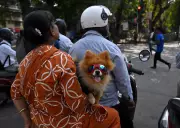 Jamshedpur and Ranchi Mandate Pet Dog Registration with Municipal Authorities