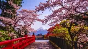 Japan's Cherry Blossom Season: A Cultural Phenomenon Beyond Beauty