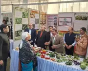 Kanpur University Showcases Hydroponic Tomatoes at Lucknow Horticulture Expo