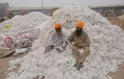 Kapas Kisan App Empowers Punjab Cotton Farmers with Digital Bale Management