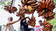 Karnataka Government Acts to Save GI-Tagged Kamalapur Red Bananas