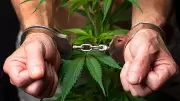 Karnataka Police Arrest Three More in Major Mangaluru Ganja Seizure Case