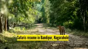 Karnataka Resumes Tiger Reserve Safaris with Strict New Safety Protocols