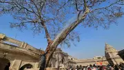 Kashi Vishwanath Dham Launches Conservation Drive for Ancient Peepal Tree