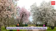 Kashmir's Almond Blossoms Bloom Weeks Early Amid Unseasonal Warm Winter