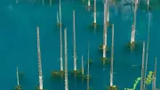 Kazakhstan's Kaindy Lake: The Frozen Underwater Forest Preserved by Earthquake