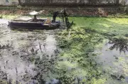Kerala Human Rights Commission Orders Urgent Cleanup of Water Hyacinth in City Canals
