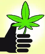 Kerala Police Arrest Second Suspect in Major 300kg Ganja Seizure Case