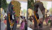 Kerala Temple Festival Chaos: Elephant Lifts and Throws Priest, Injuring Him