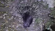 Kerala Village Panchayat President Booked for Killing Porcupine