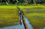 Kerala's NAWO-DHAN Scheme Aims to Revive 30,000 Hectares of Fallow Farmland