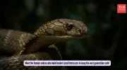 King Cobra's Maternal Marvel: Female Builds Fortress Nests in Western Ghats
