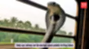 King Cobras on Trains: Goa's Railway Network Becomes Unlikely Wildlife Corridor