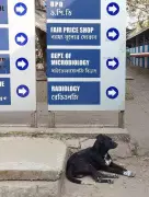 Kolkata Municipal Corporation Struggles with Stray Dog Relocation Requests