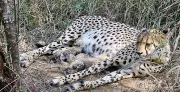 Kuno National Park Celebrates Birth of Cheetah Cubs, Boosting Project Cheetah's Success