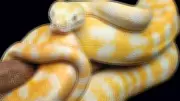 Lady Gaga the Albino Python Retires After 18 Years of Public Service in Darwin