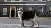 Larry the Cat Marks 15 Years as Britain's Chief Mouser, Outlasting Six Prime Ministers