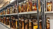 Laser Technology Unlocks Secrets of Darwin's Sealed Specimen Jars