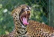 Leopard Attack in Raigad: Cow Killed, Forest Department Issues Safety Alert