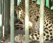 Leopard Attack Injures 5-Year-Old Girl in Gujarat's Amreli District