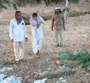 Leopard Killed in Highway Accident Near Vadodara, Forest Officials Cremate Carcass