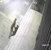 Leopard Sighting Sparks Panic in Bengaluru's Anjanapura, Forest Officials Investigate