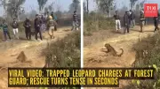 Leopard's Sudden Lunge at Trapped Rescue Sends Forest Guard Fleeing in Viral Clip