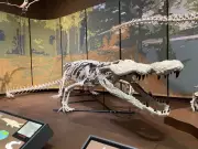 Life-Sized Deinosuchus Skeleton Unveiled at Georgia Museum After Decades of Research