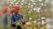 Lok Sabha Debates Cotton Import Surge and Farmer Distress, Karnataka MP Raises Alarm