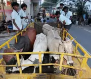 Madurai Hires Bull Catchers to Combat Stray Cattle Menace on Streets
