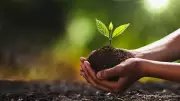 Maharashtra Launches Ambitious 300 Crore Tree Plantation Drive Over Five Years