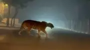 Maharashtra Tiger Enters Andhra Pradesh, Causes Panic in East Godavari District