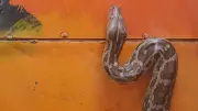Man Arrested for Placing Snake in Vande Bharat Express Toilet in Maharashtra