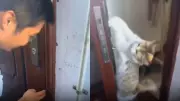 Man Locked Out, Pet Cat Mimi Opens Door in Viral Video