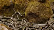 Manitoba's Narcisse Snake Dens: Winter Home to 100,000 Red-Sided Garter Snakes