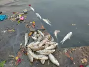 Mass Fish Deaths in Krishna, Warana Rivers Spark Pollution Concerns in Maharashtra