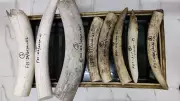 Massive Heist at Pangode Military Station: Elephant Tusks Worth Rs 2 Crore Stolen