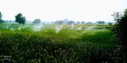 Micro-Irrigation Schemes Gain Popularity Among Mahendragarh Farmers in Haryana