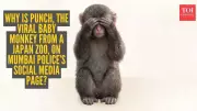 Mumbai Police Uses Viral Baby Monkey 'Punch' to Promote 112 Emergency Helpline