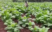 Mysuru Tobacco Growers in Distress as Prices Plummet by Rs 100 per Kg