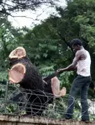 Nagpur HC Takes Up PIL Over 89,308 Missing Compensatory Trees, Green Cover Decline