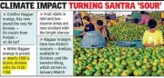 Nagpur Orange Prices Soar Due to Poor Crop, Kinnow Gains Market Share
