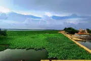Nagpur's Ambazari Wetland Chokes on Water Hyacinth, Ecosystem at Brink