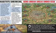 Nagpur's Urban Tiger Crisis: Over 20 Big Cats Roam City Periphery