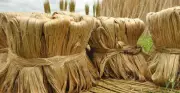National Fibre Scheme in Union Budget to Revive Kolkata's Jute Industry