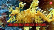 Nature's Masters of Disguise: 6 Animals That Perfectly Mimic Plants