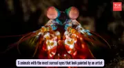 Nature's Optical Marvels: Animals With The Most Mesmerizing Eyes