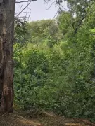 NCP (SP) Threatens High Court Action Over Alleged Illegal Tree Felling in Thane