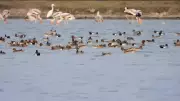 Nemilichery Lake Becomes Unexpected Haven for 400 Greater Flamingos Amid Declines